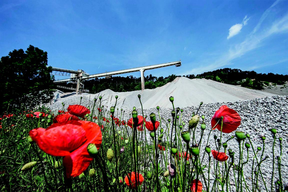 K1024_Kies_Mohnblume_Wopfing_baumit_cmyk